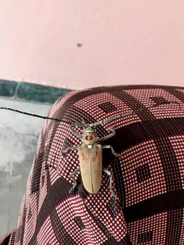 Réf. 203 796 : Batocera rufomaculata